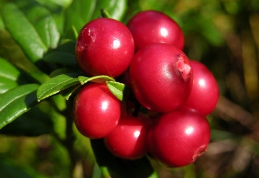 BODY POLISH  CRAMBERRY ARÁNDANO AMERICANO
